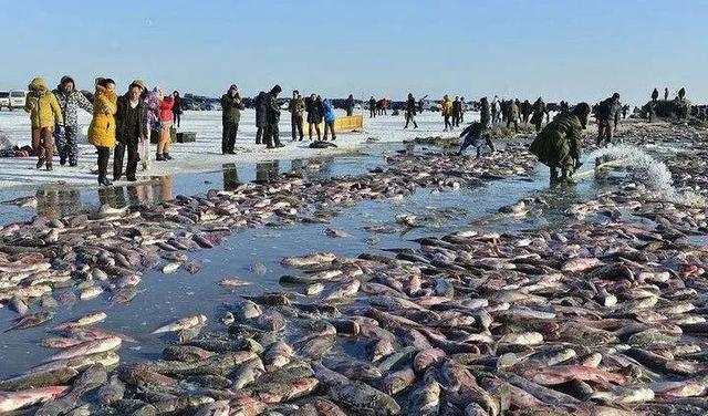 超级单网达50万斤,查干湖冬捕“年年有鱼”,真的不是洗澡鱼?