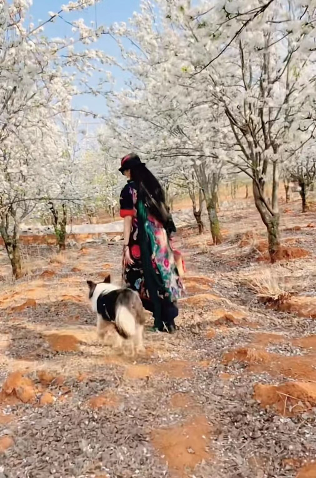 杨丽萍|杨丽萍姐妹俩赏花品茶，为拍照扯树枝摇花瓣雨，妹妹戴鸽子蛋抢镜