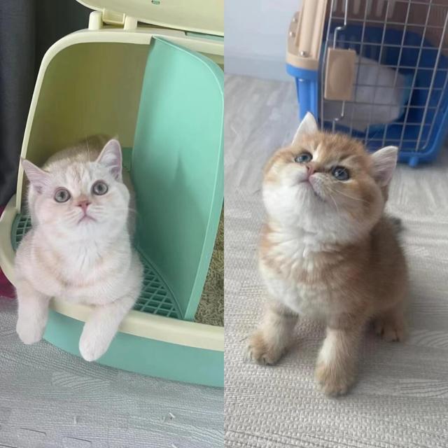 长宁|杭州一90后女生替老板养猫，薪资福利优厚引热议：哪来的好事？