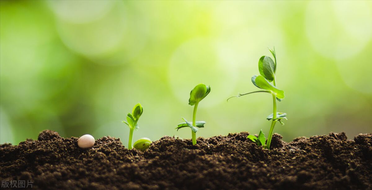 自媒体|您做自媒体不能坚持，只因学偷牛贼，那我为何1天3毛也能坚持？