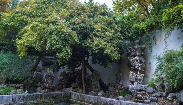无锡|丹桂飘香时，惠山古镇的这11株百年桂花树，成就无锡氤氲的秋景