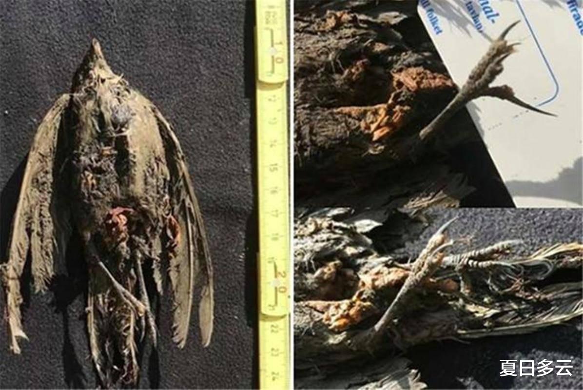 北极冻土融化,不少史前生物尸体被发现,为何科学家们深感忧虑