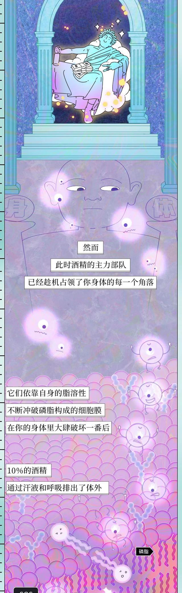 |酒精在体内的“活动轨迹”公布，看完后你还敢继续喝酒吗？