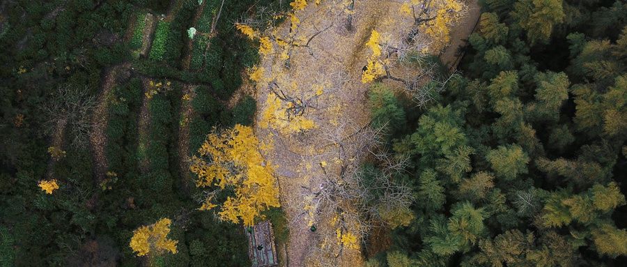 浙江省|在皇家茶场品一缕茶香，这个秋色无边的小县城，浸入金色银杏海洋