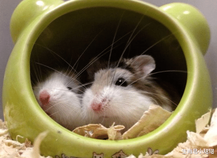 |贵人指点找对方向，生肖鼠借住身边大好机会，在职场乘风破浪