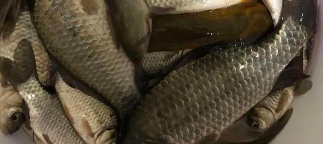 鲫鱼|清明过后野钓大鲫鱼，找准这些位置下竿，鱼儿上不停