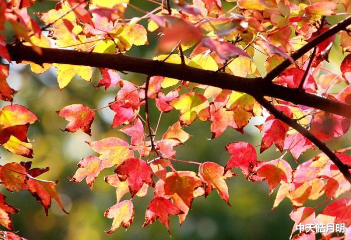 旅行团|西江月·梦似花飞落雨