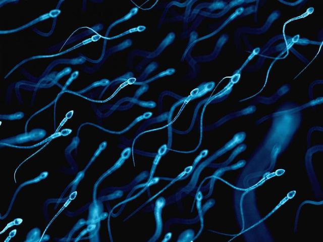 精子进入女子身体后,免疫细胞为什么要追杀精子?