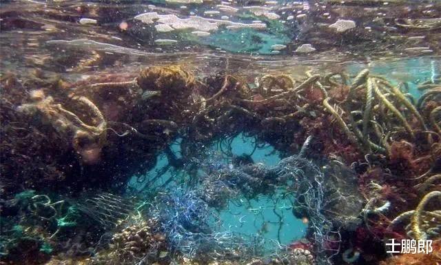 海底3700米下拍到的一张照片,让人不禁疑惑:这还是地球吗?