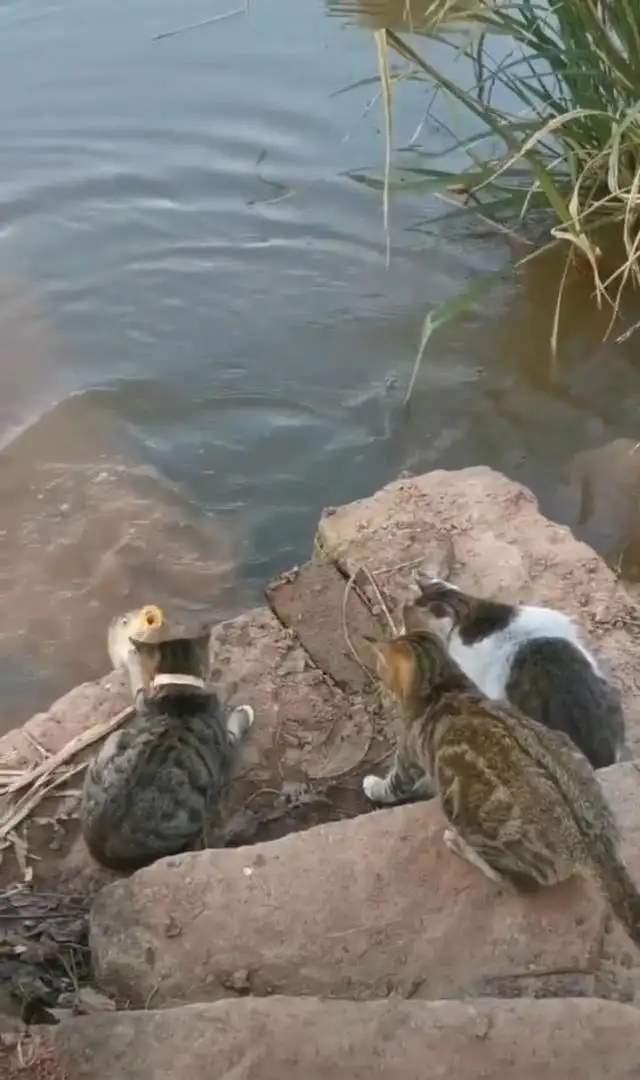 |野钓偶遇任何动物都别招惹,指不定落地成盒