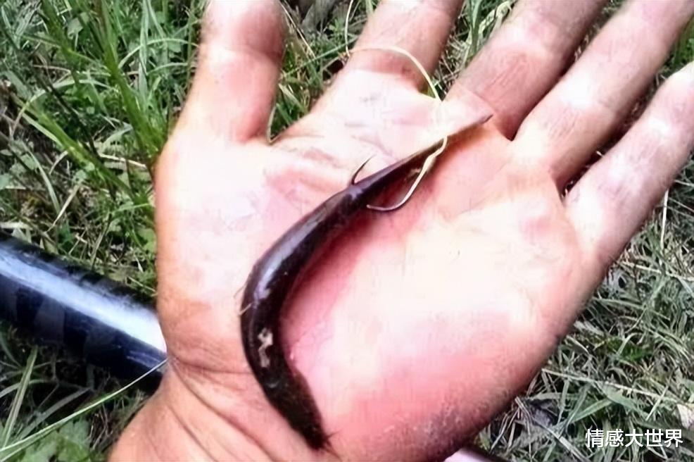 湖南|湖南4名“泥鳅党”被抓,缴获鱤鱼58公斤,为何泥鳅钓鱼屡禁不止