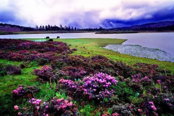 香格里拉|香格里拉大四赏花地，秋天仅剩一处绝美