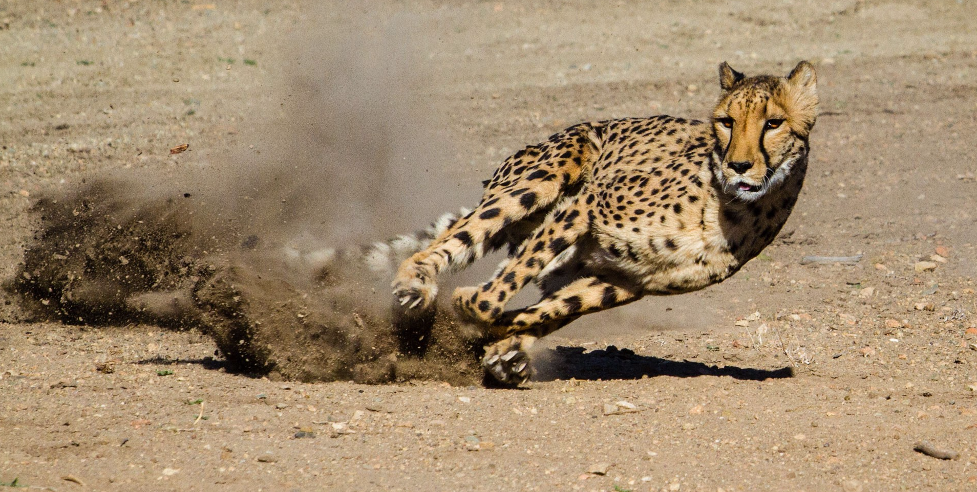 猎豹也就剩“跑得快”，偏科太严重，掉入了进化的死胡同