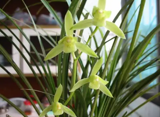 室内适合怎么养植物呢,一起来看看吧!