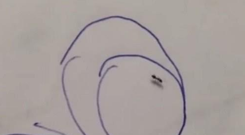 为什么给蚂蚁画个圈,就能让它走不出来?动物学家说出答案