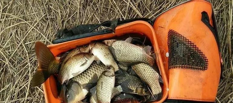 国语|钓鱼调漂,做好4点,调出漂亮顿口