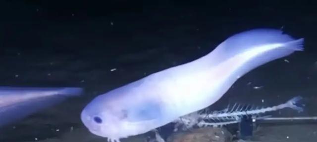 马里亚纳海沟的沟底有没有大型生物？有多大？