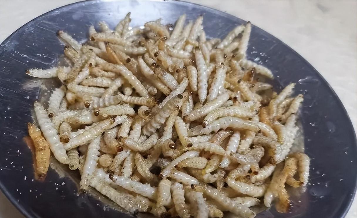 云南边境海关查获1.2吨竹虫,非法走私成吨害虫,竟只为了吃?