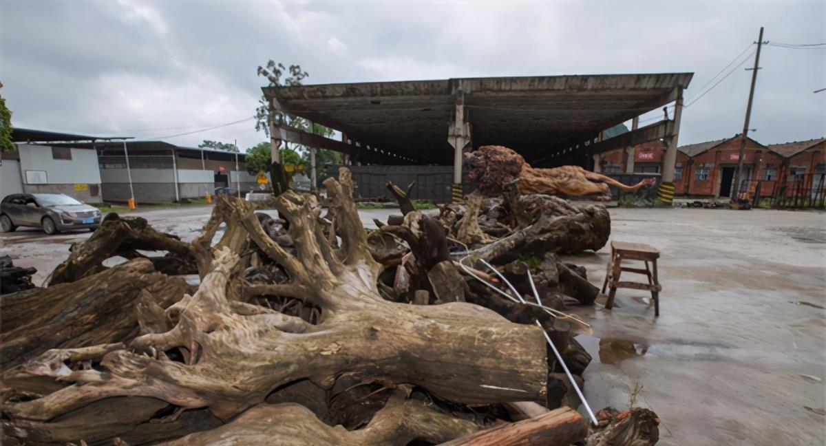 根雕|投200万雕一巨狮300万没卖，开价1000万没人要当成废品搁置5年