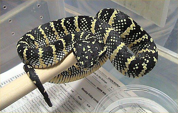 武汉|马来西亚，蛇类的圣地，无数蛇族齐聚