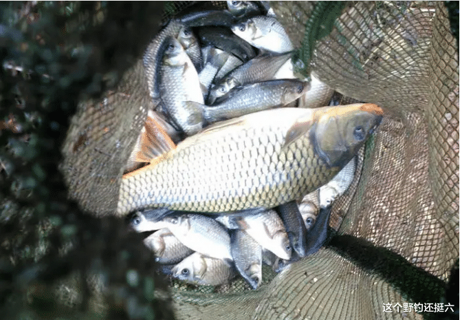 饵料|蚯蚓用对鱼获翻倍！掌握夏季蚯蚓钓鱼6个要点，大鲫大鲤轻松入护