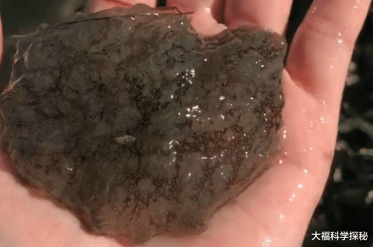 大气中存在神秘生物?鸟类发生大规模死亡,研究者认为极有可能