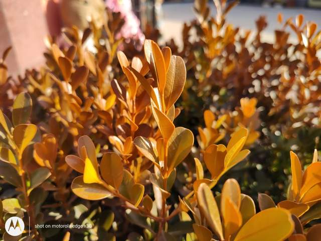 摩托罗拉|五一假期已到，moto X30是最值得入手的机型，看完文章你就懂了