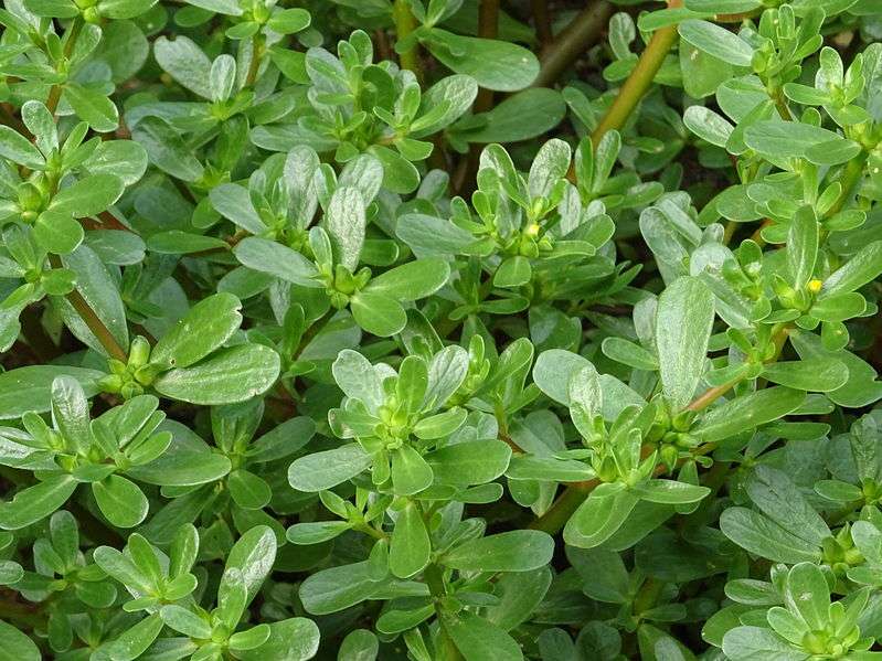 空腹|尿酸高的人，常吃这3种食物，有辅助降低尿酸的功效，不妨多吃