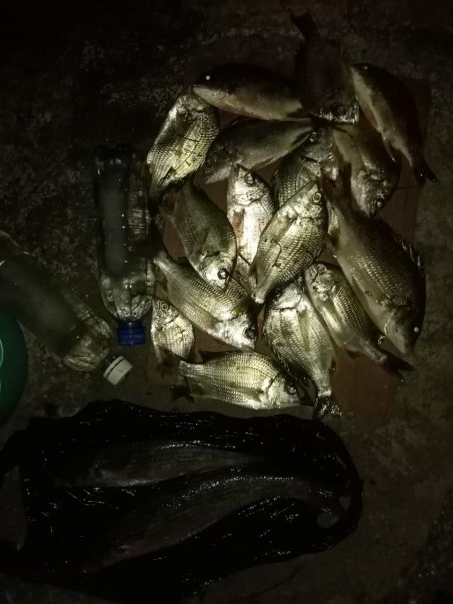 饵料|菜地解封第一战,黄鳍鲷来小爆护