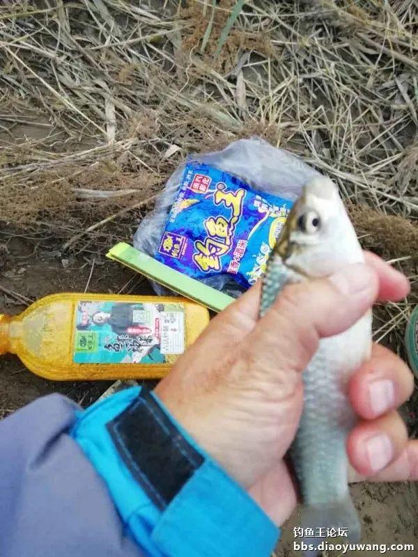 撒网|腥香+酒米,抢了一盆鲫