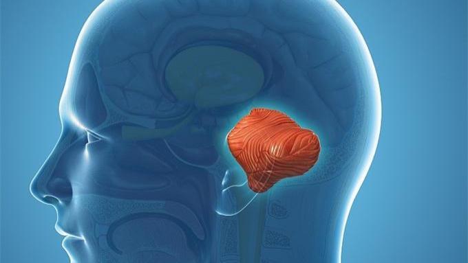 你所不知道的小脑的功能，最新研究为你揭秘