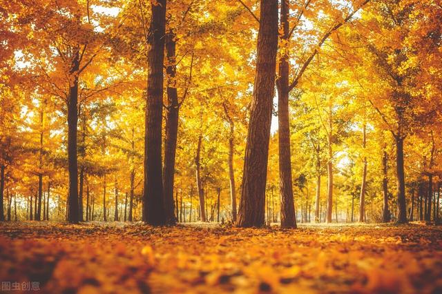 鲢鳙|秋季野钓鲢鳙,和夏天有什么区别?做好这些调整,抓住上鱼黄金期