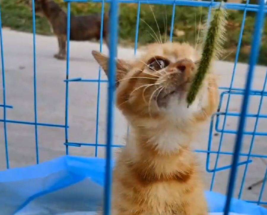 因车祸而瘫痪的流浪猫,拖着腿在高温中爬了半个月后,猫咪终于等待救星