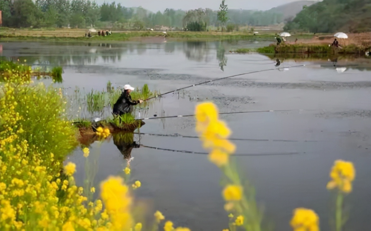 |说好的大板鲫跑哪了?春季的三阶段鱼情不同,出钓要带出节奏