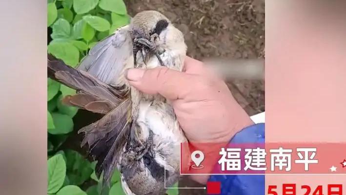 两只小鸟在掐架，互抠眼睛，不死不休，网友：这得多大的仇