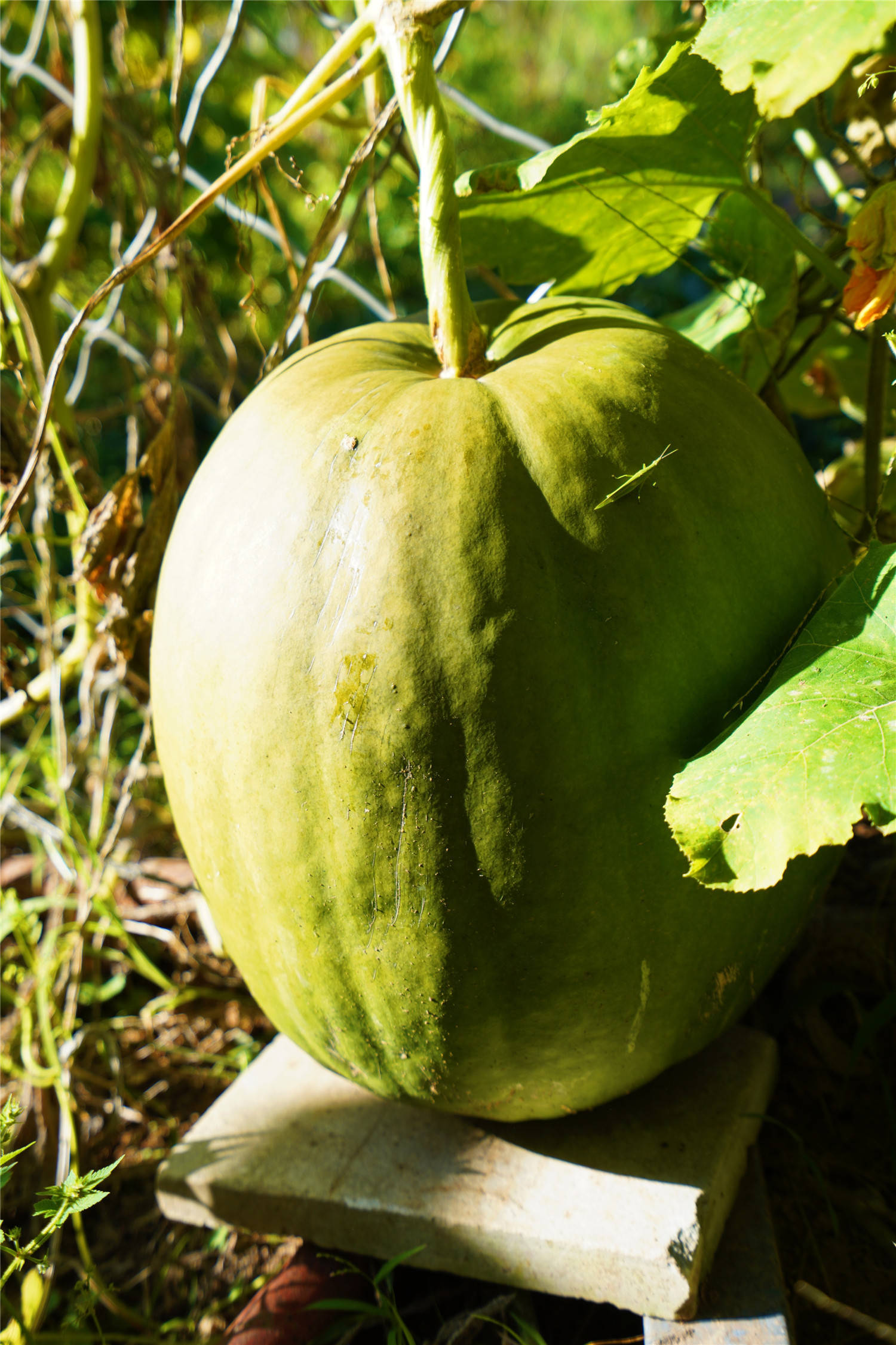 云南|十一京郊休闲度假游，来门头沟美丽乡村民宿