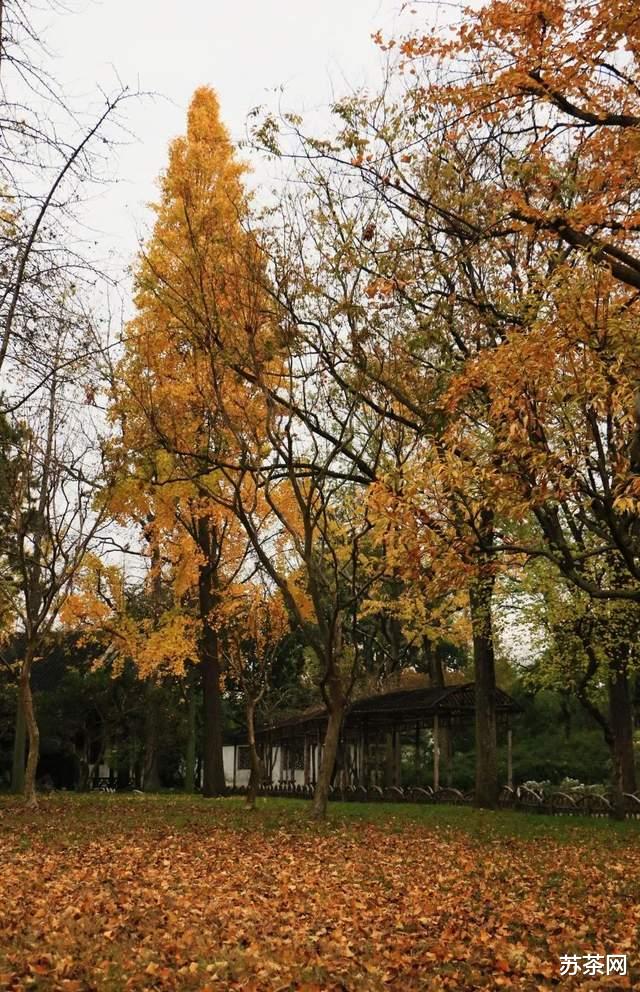 乡村旅游|这些园林，承包了苏州秋冬一半的美