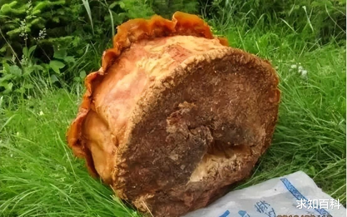 太岁包治百病的传说是真的?科学家:和蘑菇类似,误食中毒丧命!