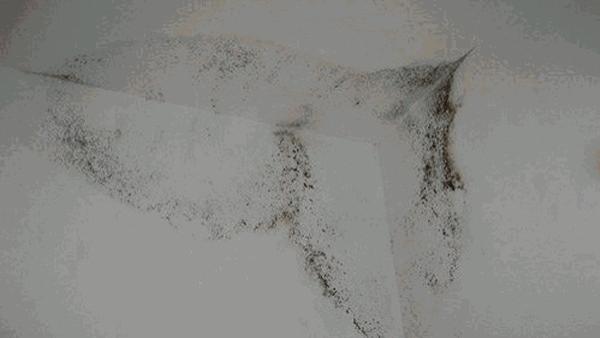 家中墙面霉菌“疯狂”生长？偷偷教你2招，霉斑再多也不怕！
