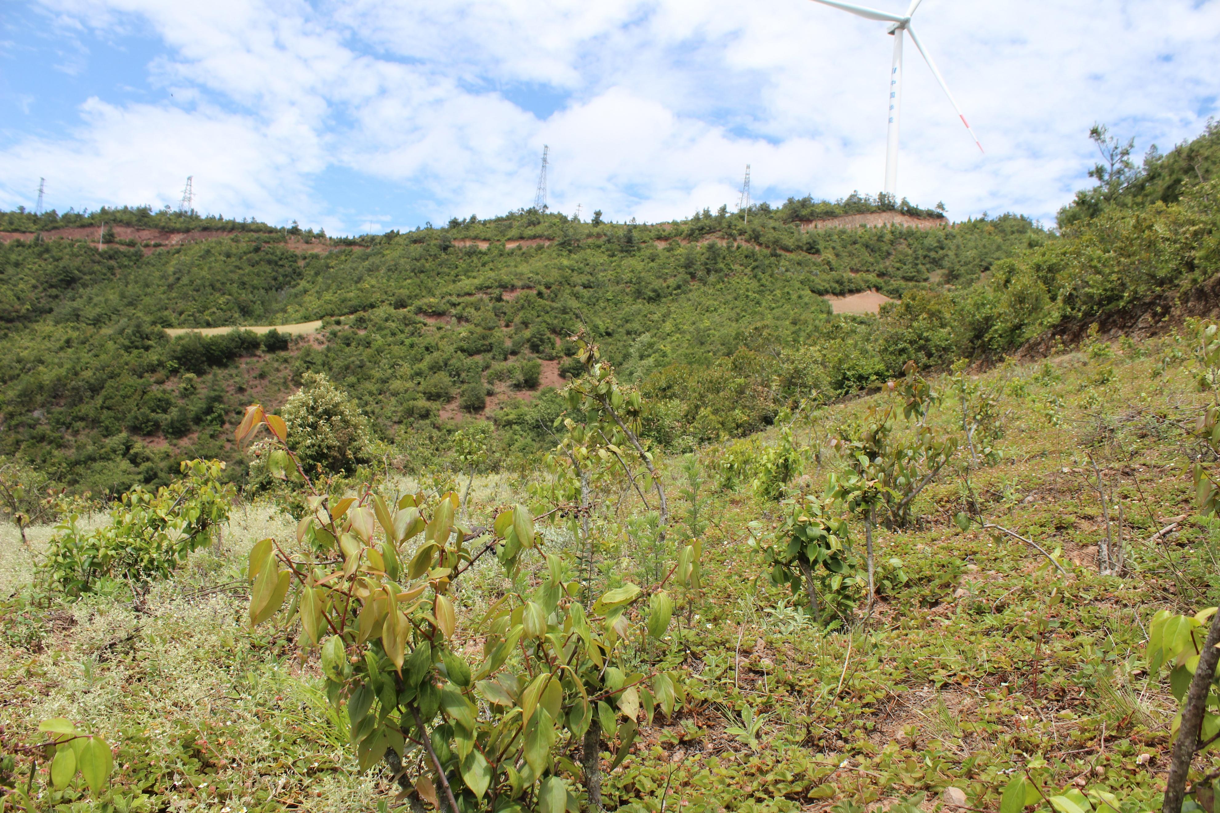 云南|明朝贡品！云南大理祥云雀嘴茶