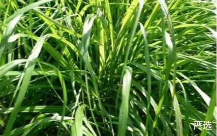 床垫用久了“螨虫”成窝?不用晒!只需2片叶子,螨虫自动消失