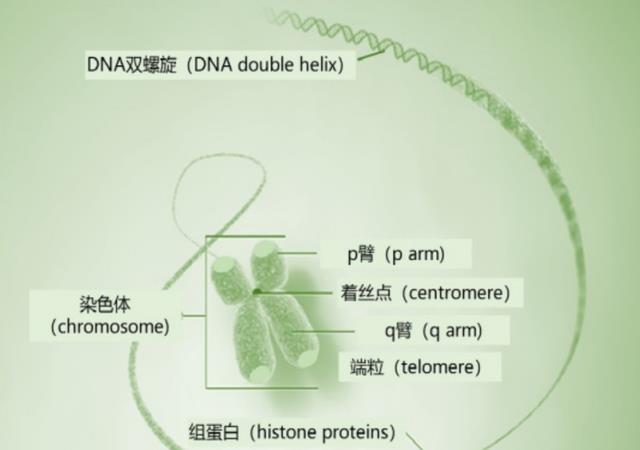 野生动物也会杂交，繁殖出的后代有多惨？该禁止动物杂交吗？