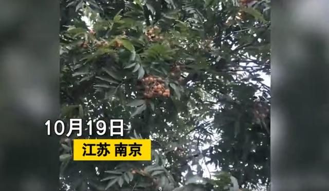 女子逛街看见地上很多果子,捡一大袋回家,知晓来历后惊掉下巴