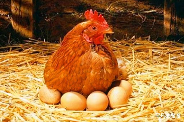 俗语:“开江鱼、下蛋鸡、回笼觉、二房妻”,啥意思,有何道理?