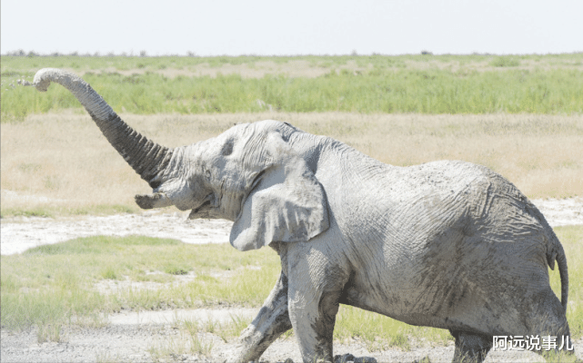 燃脂 大象竟然也涂防晒霜?除了防晒、防蚊咬,还有什么作用呢?