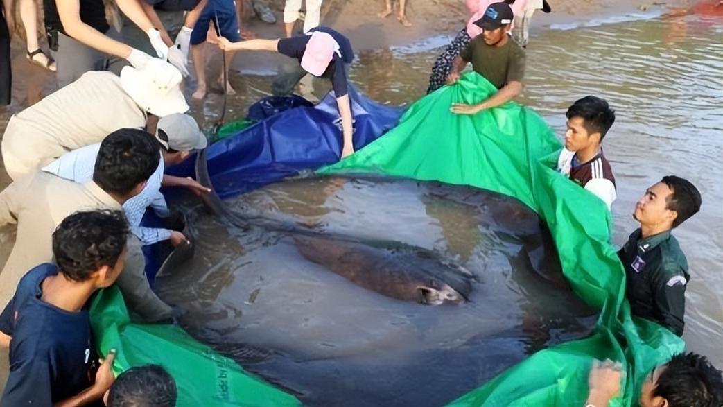 全球最大淡水鱼出水，躯体占地7平方米，重达600斤，形状十分奇特