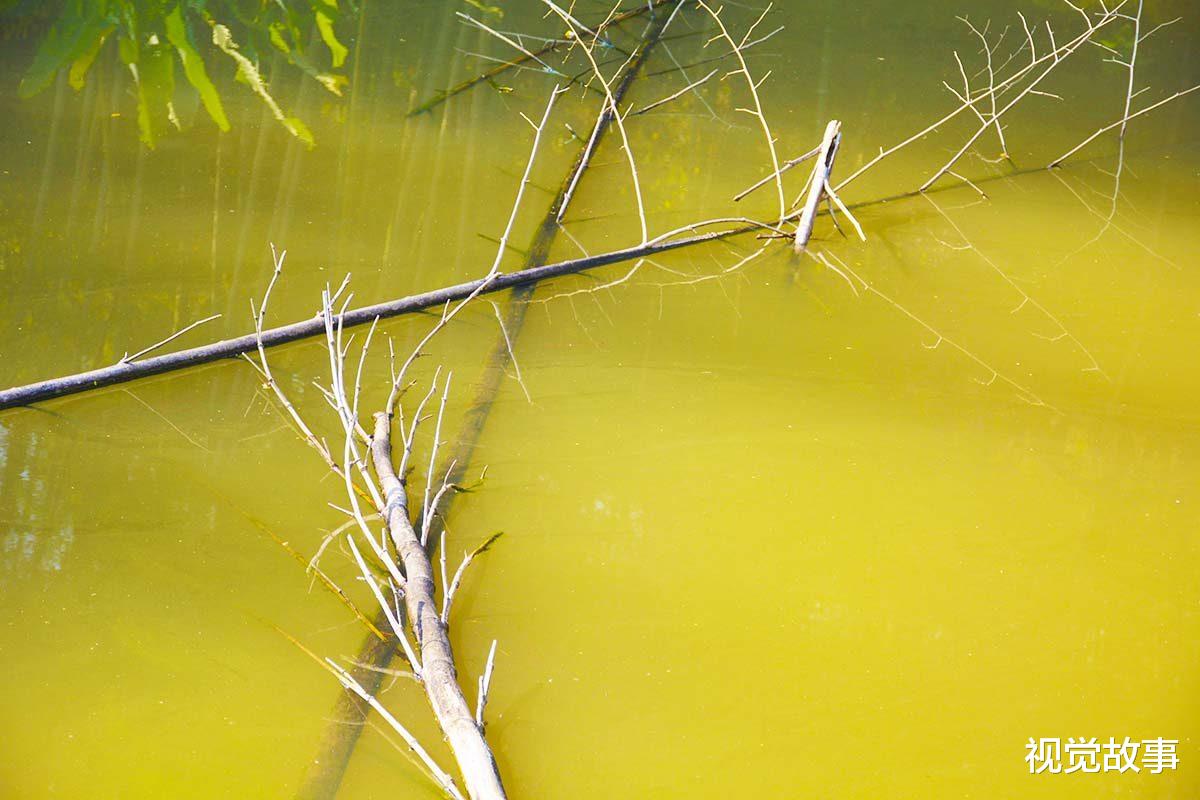 池塘|山村村民搞养殖,池塘里丢满竹枝,看为啥能“增收”