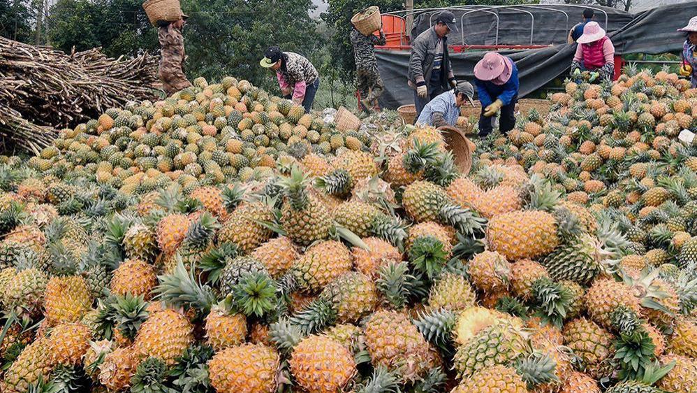 医生|还没上市就被电商“滞销”，如今产地低价商贩不来收，谁之过？