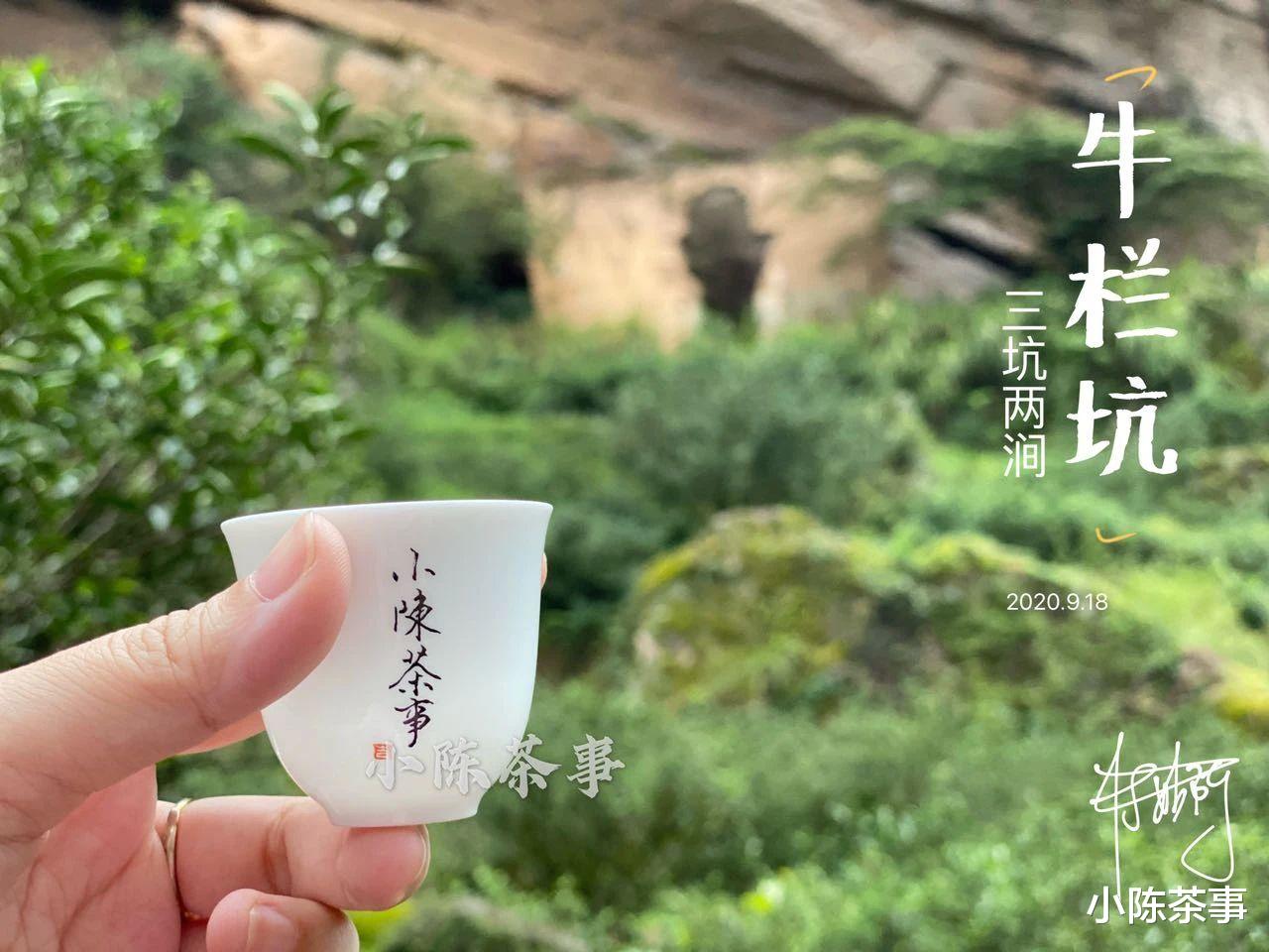 从西湖龙井、武夷岩茶，到信阳毛尖、白茶，台地茶究竟好不好呢？