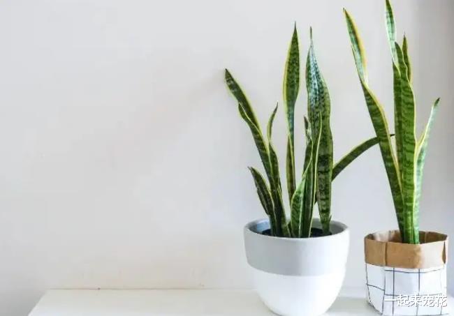 床头柜摆一盆虎皮兰，净化空气还好看，改善睡眠寓意好，值得拥有